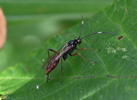 It is known that this species preys on Tortrix moths, with females laying eggs in the living pupae of these moths.