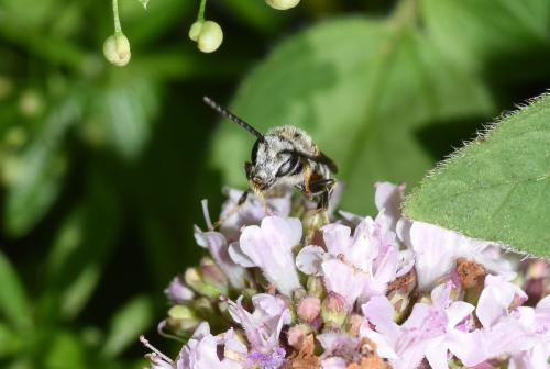 Lasioglossum calceatum on Wild Marjoram, Heene Cemetery, mid-July 2025.