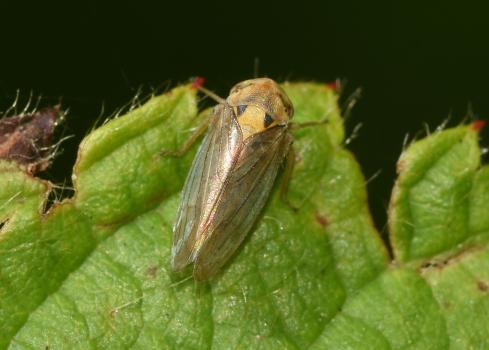 This species of leafhopper feeds on Brambles and is found as far north as Yorkshire.