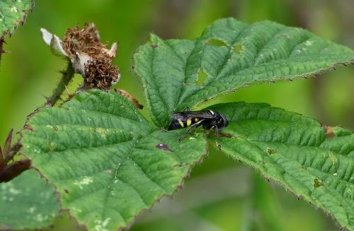 This is a solitary and elusive wasp which appears to be sparsely documented.