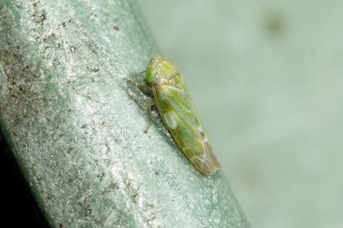 This pale-yellow leafhopper feeds on cypress trees (hence the second part of their Latin name).