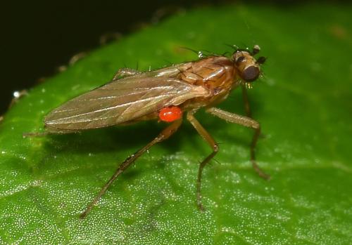 This small (2-5 mm) unidentified Spear-winged fly has a small, red mite attached.