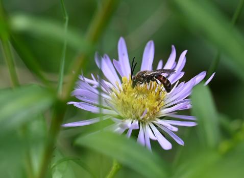 This is a small bee with a wing span of about 5 to 5.5 - 6 millimetres.