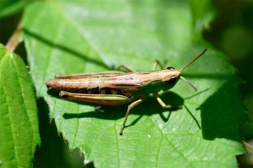 Meadow Grasshoppers may be green with brown wings or entirely green. Females can also be vivid pink.