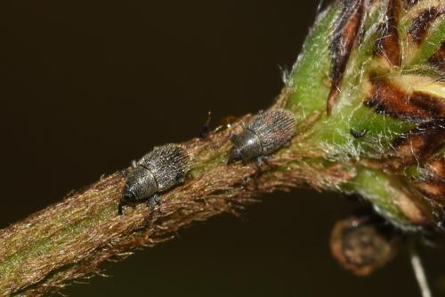 These very small weevils - about 2.5 mm in length - were photographed on Ribwort Plantain, one of its favourite food sources.