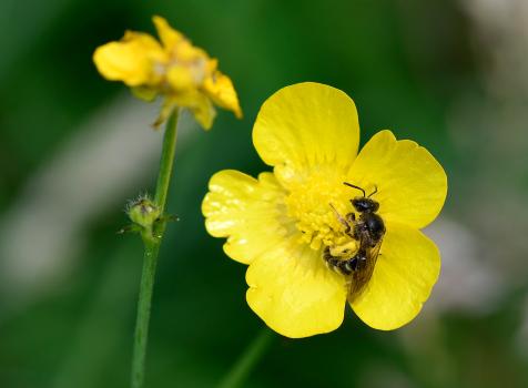 This leaf-cutter bee belongs to the Megachile bee family. Its exact species cannot be established.