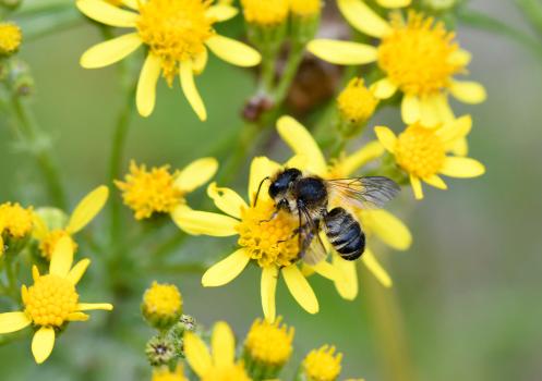 These bees chew up the edges of leaves to make a cement with which they seal their nests.