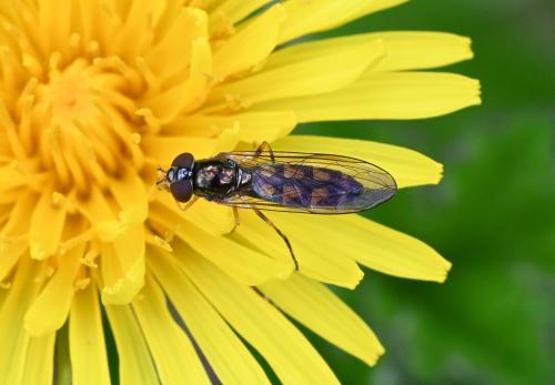 This is a small 5.5mm to 8mm hoverfly which is a widespread and abundant species, usually associated with grassland.