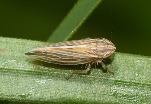 This leafhopper is found in grasses in many habitats.