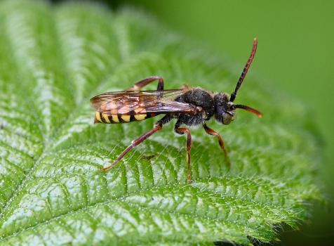 A Nomad bee photographed in May 2024.