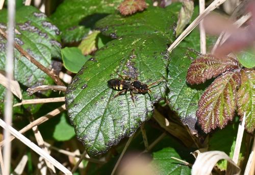 It is not clear whether this photograph and the first in this sequence show the same species of bee. With there being 34 known species in this family in the British Isles, varieties between each species are small. That this individual has two yellow spots on its scutellum may or may not make it a different species to the one in the first photograph, as some members of this family have such spots if female, yet none if male.