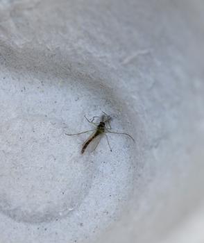 This Buzzer Midge is a male. Females do not have very pronounced, plume-like antennae.