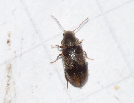 The Ivy Boring Beetle is small (at 2.5 to 3.5 millimetres). Its larvae bore into the stems of Common Ivy.