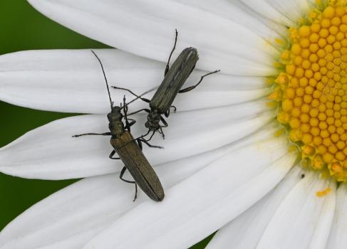 These beetles feed on pollen and nectar and can be spotted on open flowers in bright sunlight.