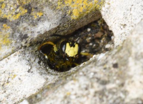 This individual has been photographed emerging from a mortar gap between masonry of the headstone.