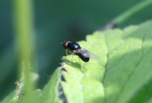 This tiny fly has an unusually round abdomen and yellow legs and antennae. 