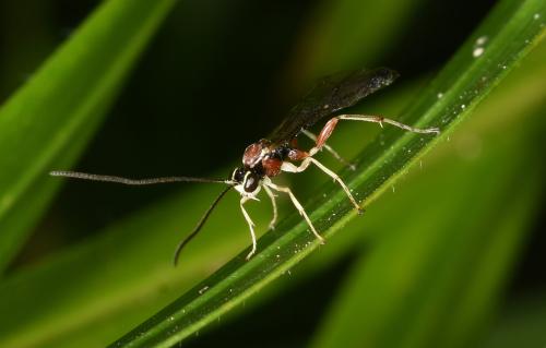 This ichneumon wasp parasitizes a family of smaller wasps (including the Sphecidae) that build their nests in burrows or tree stumps.