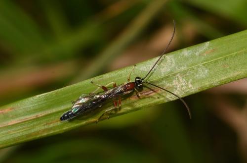 The individual ichneumon wasp photographed here (a male) was seen with at least seven other males flying around a tree stump.