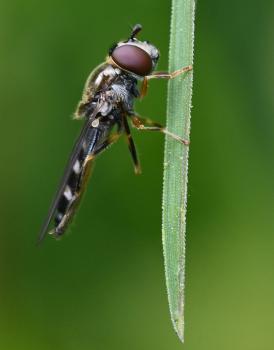 This hoverfly is one of the sub-family Platycheirus scutatus.