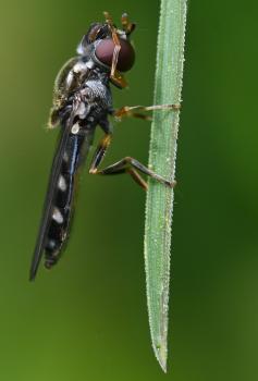 Its larvae feed on aphids. It has a long flight period in the UK, preferring grassland, scrub, woodland and gardens.