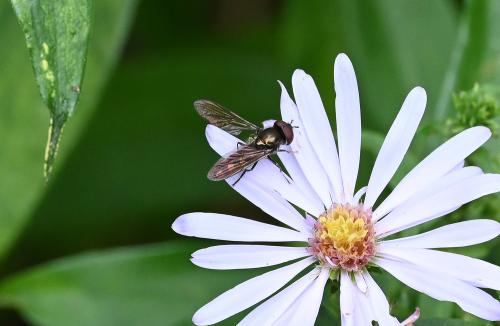 These little hoverflies are abundant throughout the year in all of Britain.