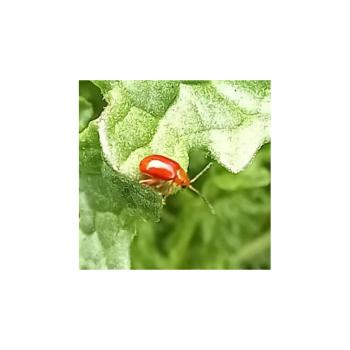 The tiny Ragwort Flea Beetle feeds on Common Ragwort.
