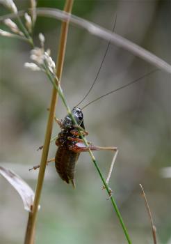 A Roesel's Bush-cricket clamps itself onto grasses.