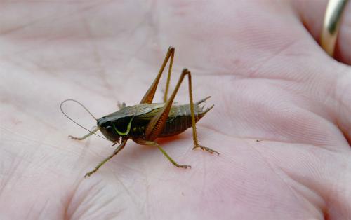 This photograph of a Roesel's Bush-cricket gives you an indication of how small it is.