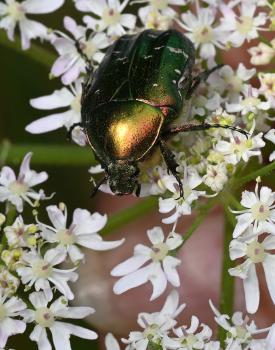 These beetles feed on fruits, leaves and flowers, often of roses, hence the name.