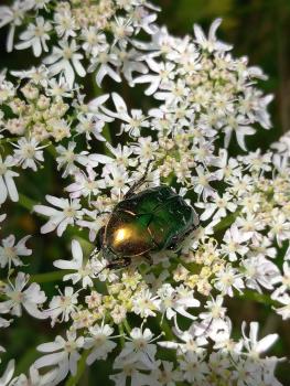 The V-shaped mark on the back of Rose Chafers where the wing cases meet can be seen clearly in this photograph.
