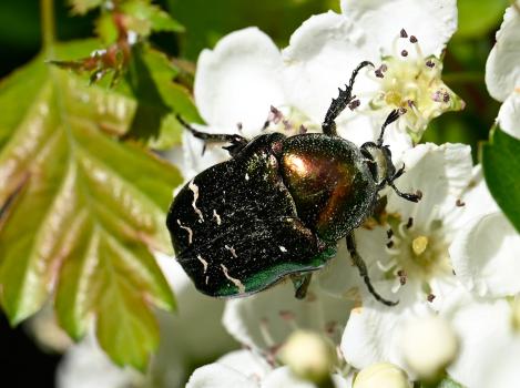 A Rose Chafer beetle enjoying the first flowering of Hawthorn in late April 2025.