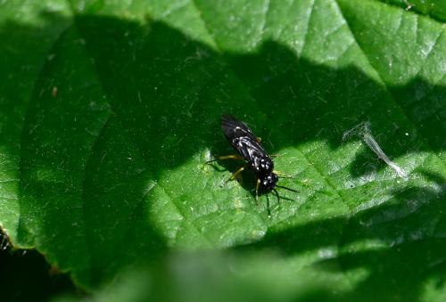 Females of this sawfly are glossy black with pale yellow legs, the lower sections of which are dark/black.