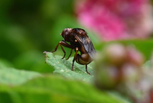The larvae of Sicus ferrugineus, which is a common species, are internal parasites of either bees or wasps. Their bright yellow heads are conspicuously large with red eyes. They feed on nectar or pollen.