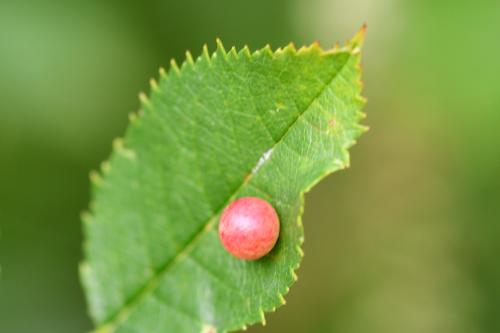 These galls grow on the leaves of the Dog Rose and other wild roses.