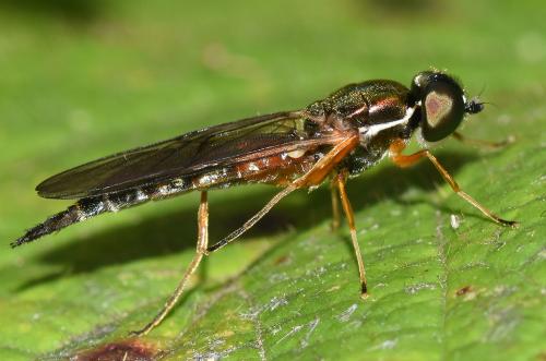 The Twin-spot Centurion soldier fly, Heene Cemetery, September 2025.