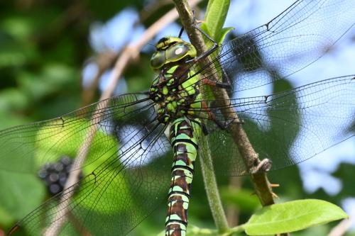 This Southern Hawker, seen in August 2024, is a female.