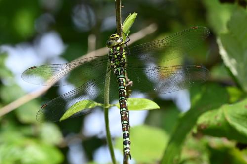 This Southern Hawker, seen in August 2024, is a female.
