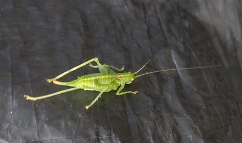 This is a female Southern Oak Bush-cricket, Heene Cemetery, late August 2025.