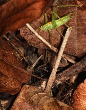 This is a male Southern Oak Bush-cricket.