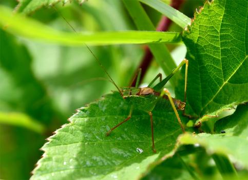 The Speckled Bush-cricket is perhaps the country's most common bush-cricket.