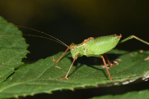 Speckled Bush-cricket, Heene Cemetery, late August 2025, showing the outer ear (acoustic spracle).
