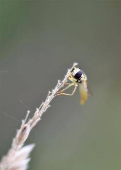 The larvae of the Long Hoverfly feed on aphids. Adults feed on nectar and pollen.
