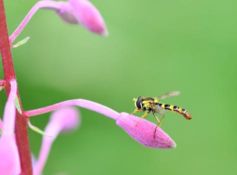 This hoverfly is believed migrate en masse from Europe, together with regular movement towards northern Britain.