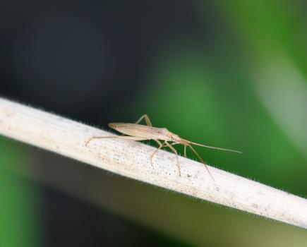 This family of bugs consists of elongated grass bugs.
