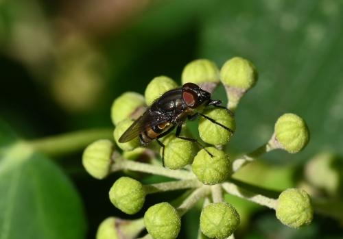 The Locust Blowfly is similar to a common housefly, but has a prominent proboscis. 
