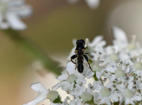 The unmistakeable thickened rear femur of Syritta pipiens sets it apart from all but one other British hoverfly.