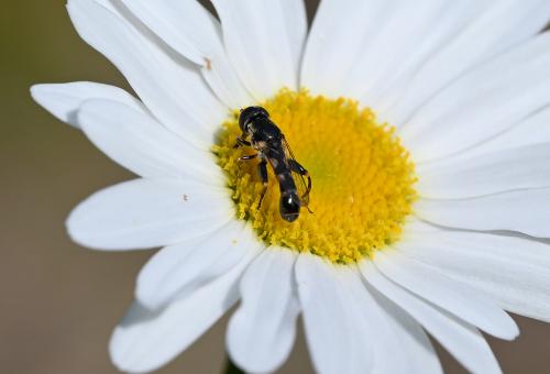 The sides of this hoverfly's thorax are dusted grey.