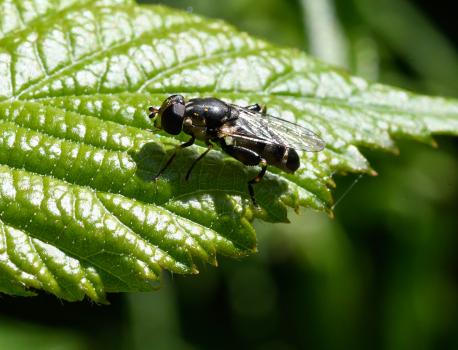 This is a widely distributed and abundant hoverfly. Note the enlarged hind femora (thigh).