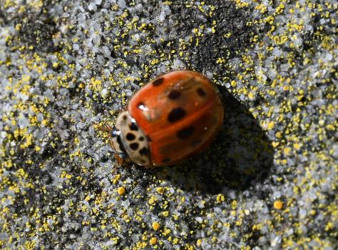 Ten-spot Ladybirds are active from March to October, and are very common throughout Britain.