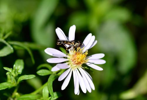 The thickened rear leg is a distinctive feature of the Thick-legged Hoverfly, hence its name.
